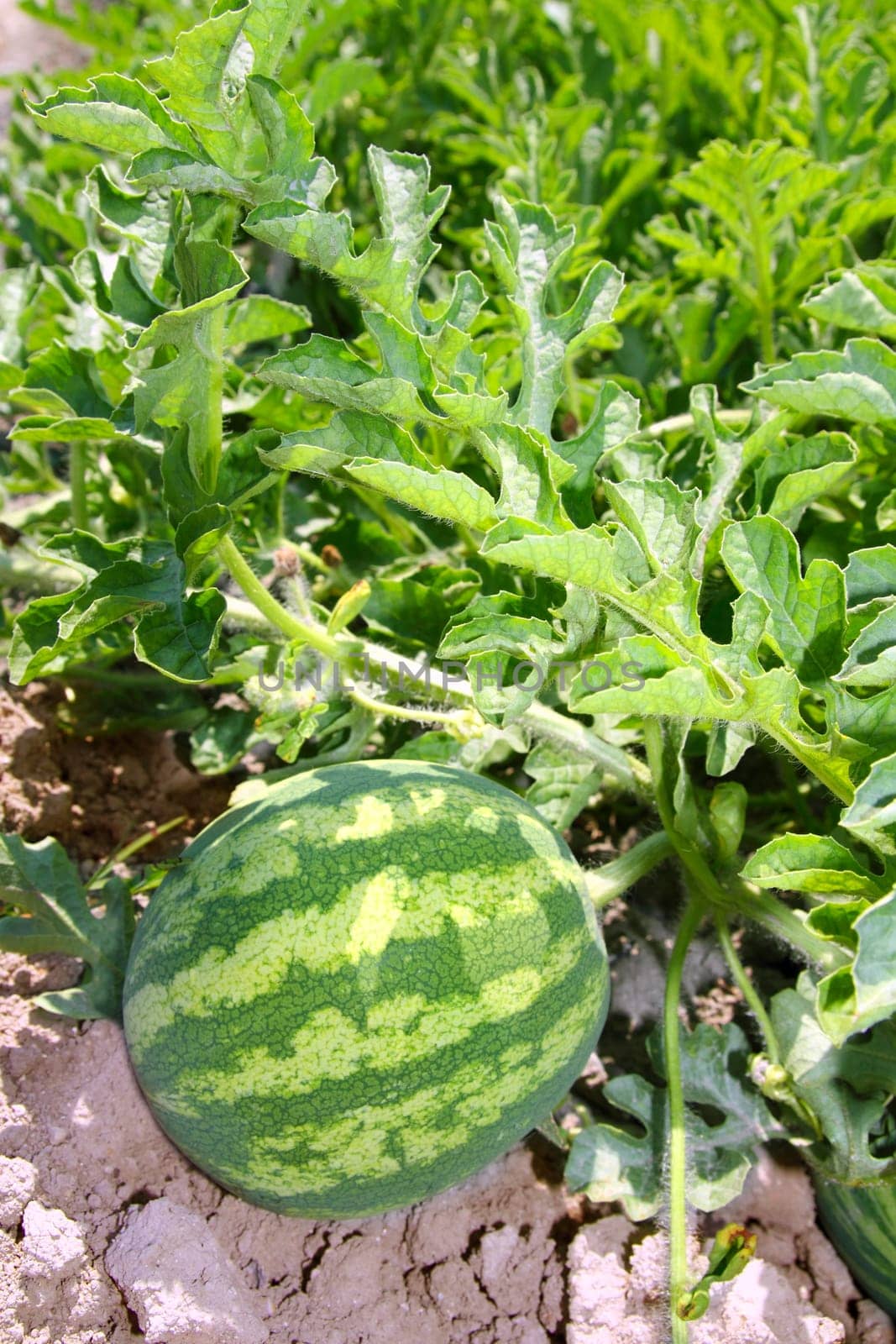 agriculture watermelon field big fruit summer water melon
