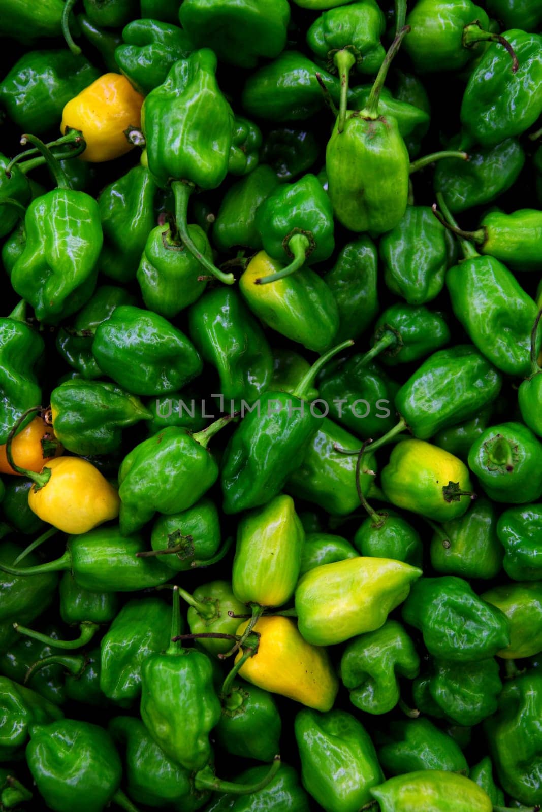 Habanero Capsicum chili hottest pepper in the world from Mexico