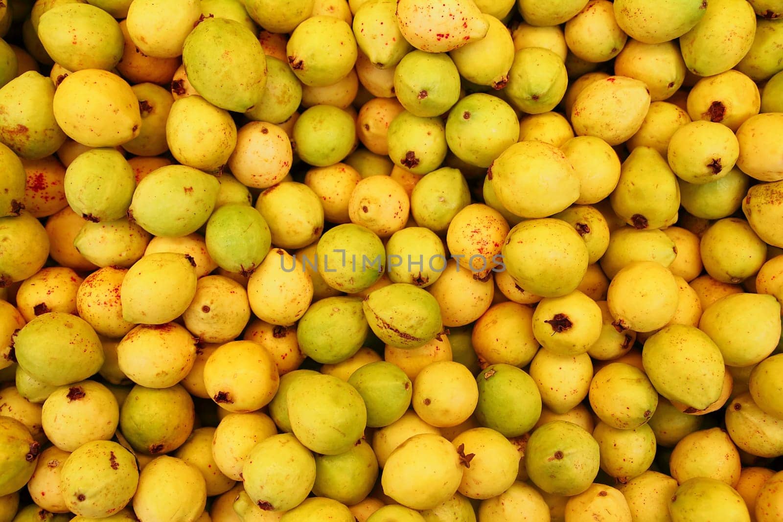 delicious mature yellow guava fruit from mexico