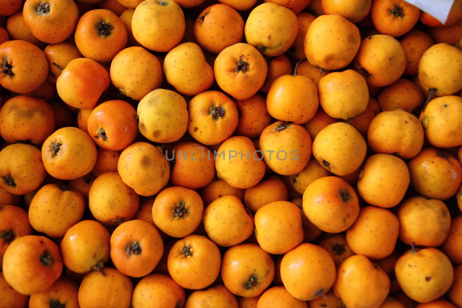 Tecojote winter fruit called  Crataegus pubescens stipulacea