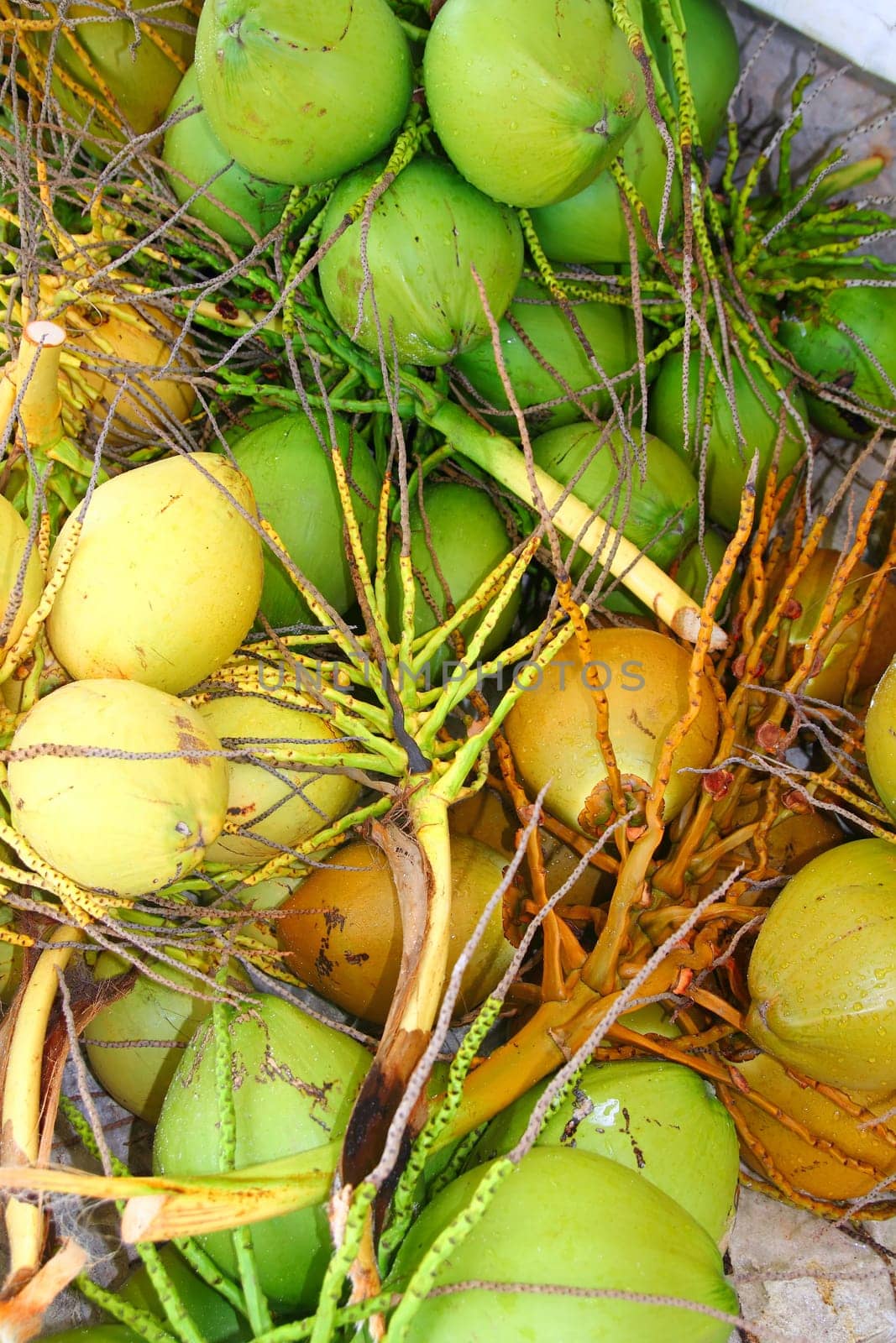 Coconuts fresh crop harvest green and yellow in Caribbean