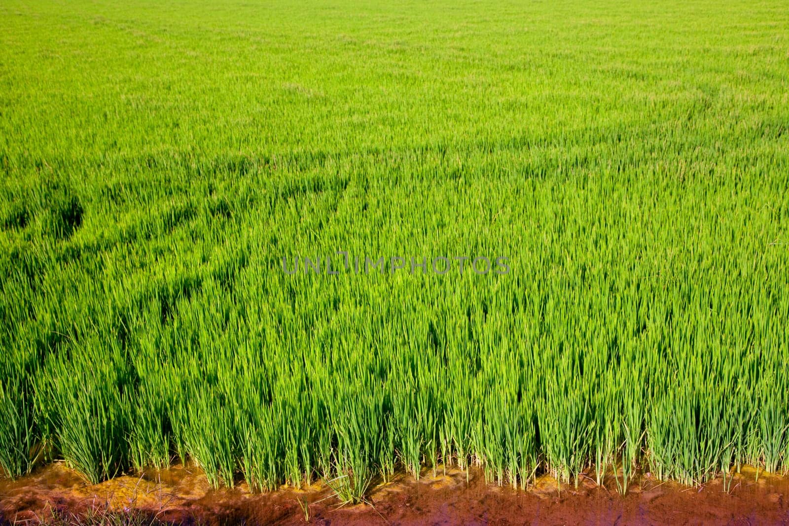 green grass rice cereal field in Valencia Spain