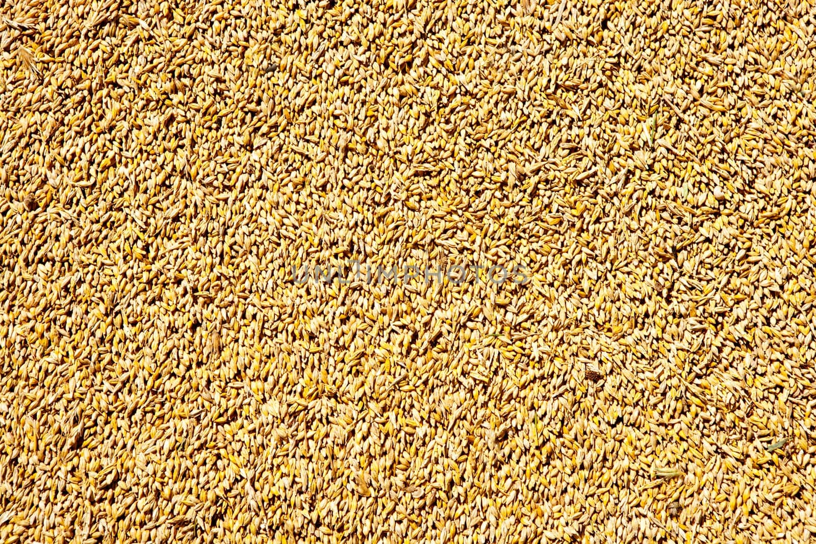 cereal wheat grain texture pattern in harvest time
