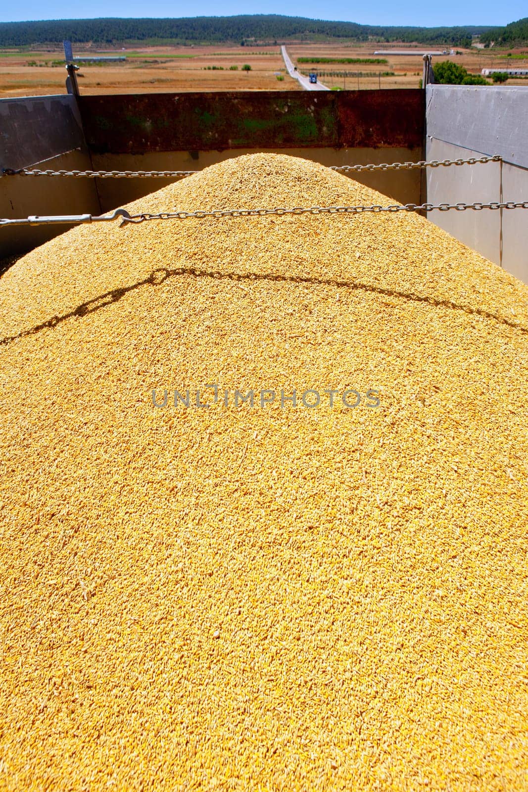 cereal harvest wheat mound in transportation truck