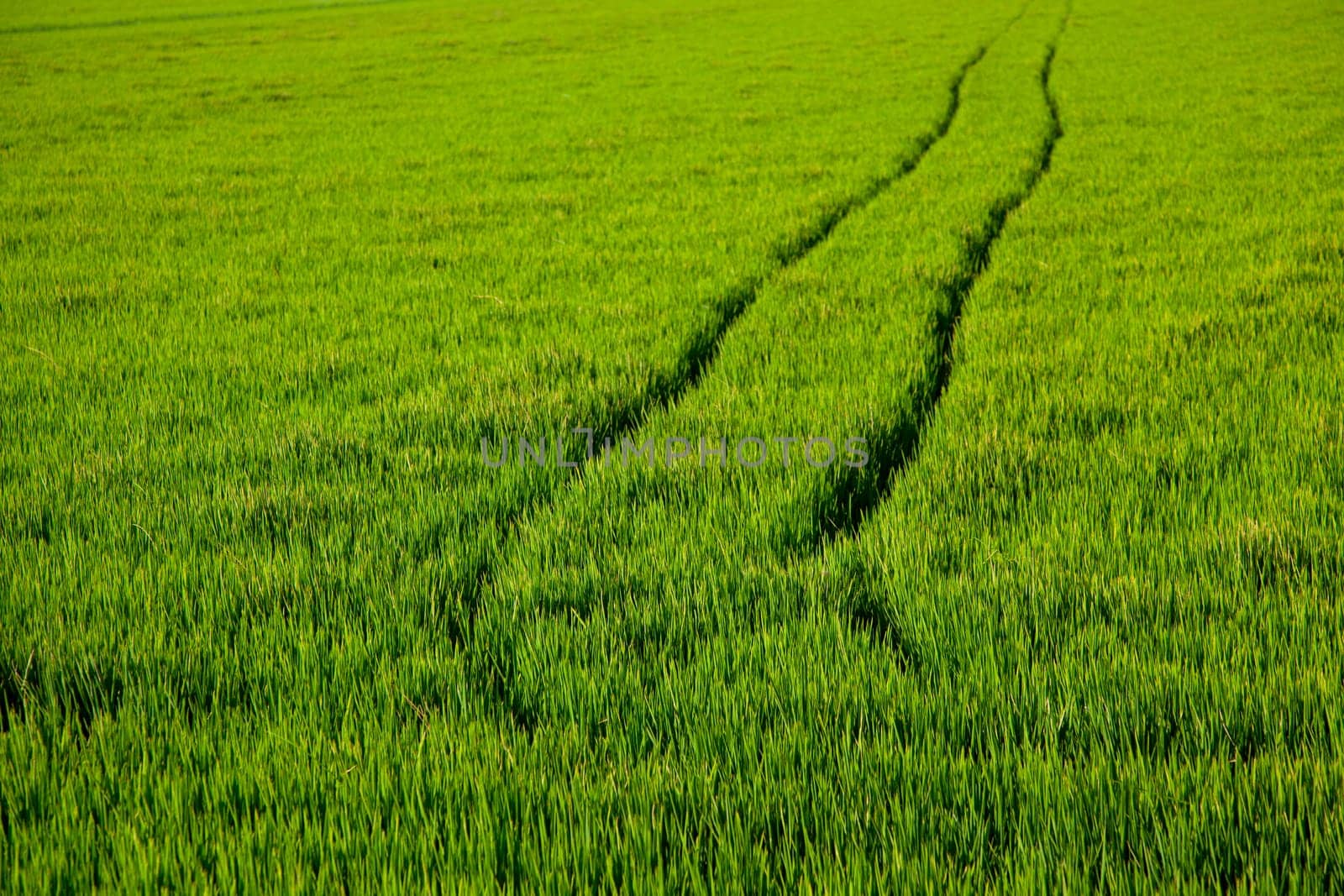 green grass rice field in Spain with tractor wheels footprint