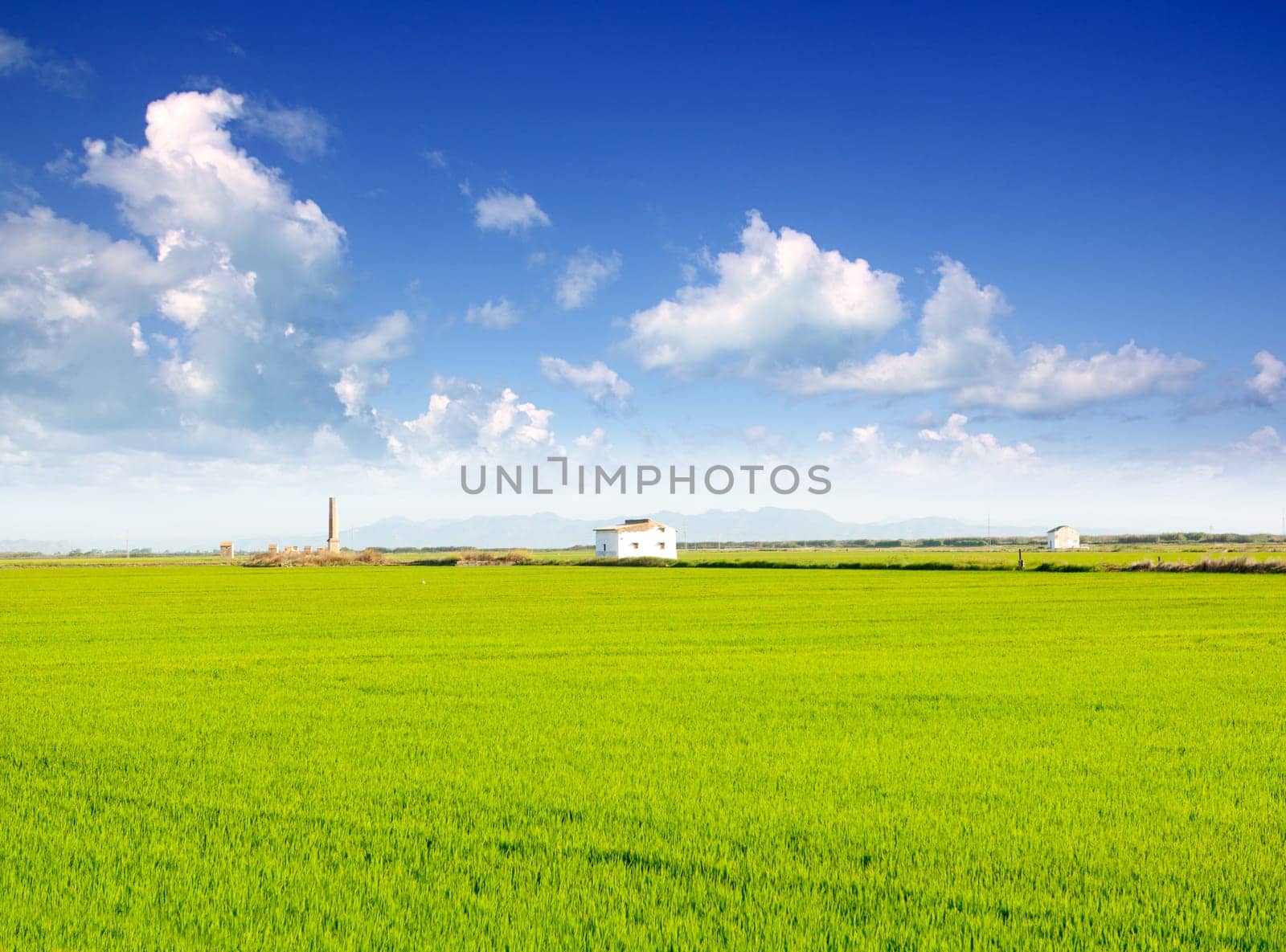 green grass rice field in Valencia El Saler Spain