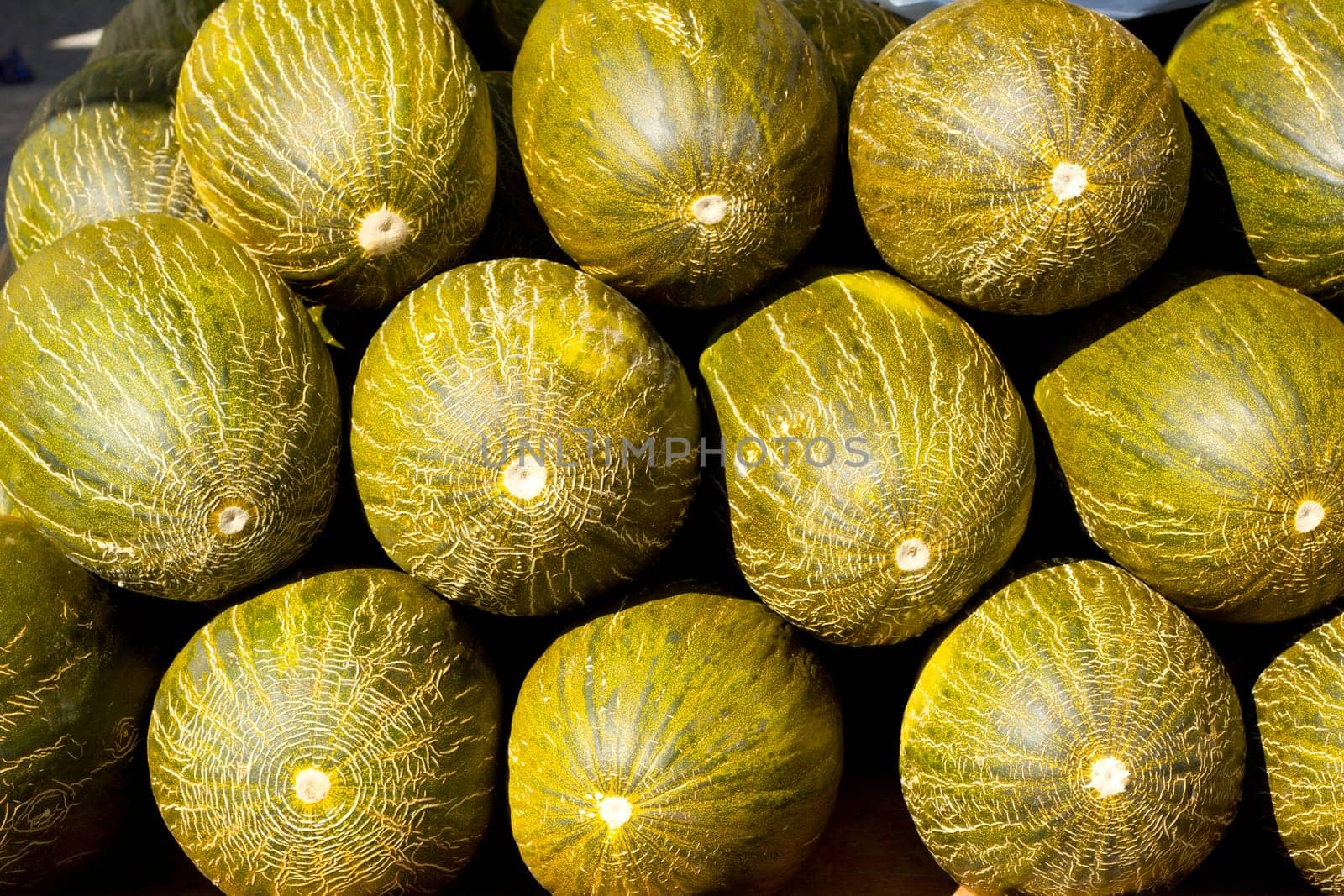 Crhistmas melon or Santa Claus Piel de Sapo fruit