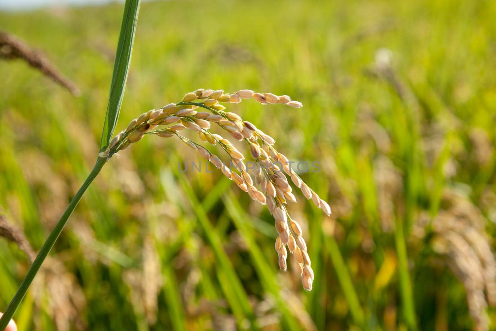 Cereal rice fields with ripe spikes closeup macro