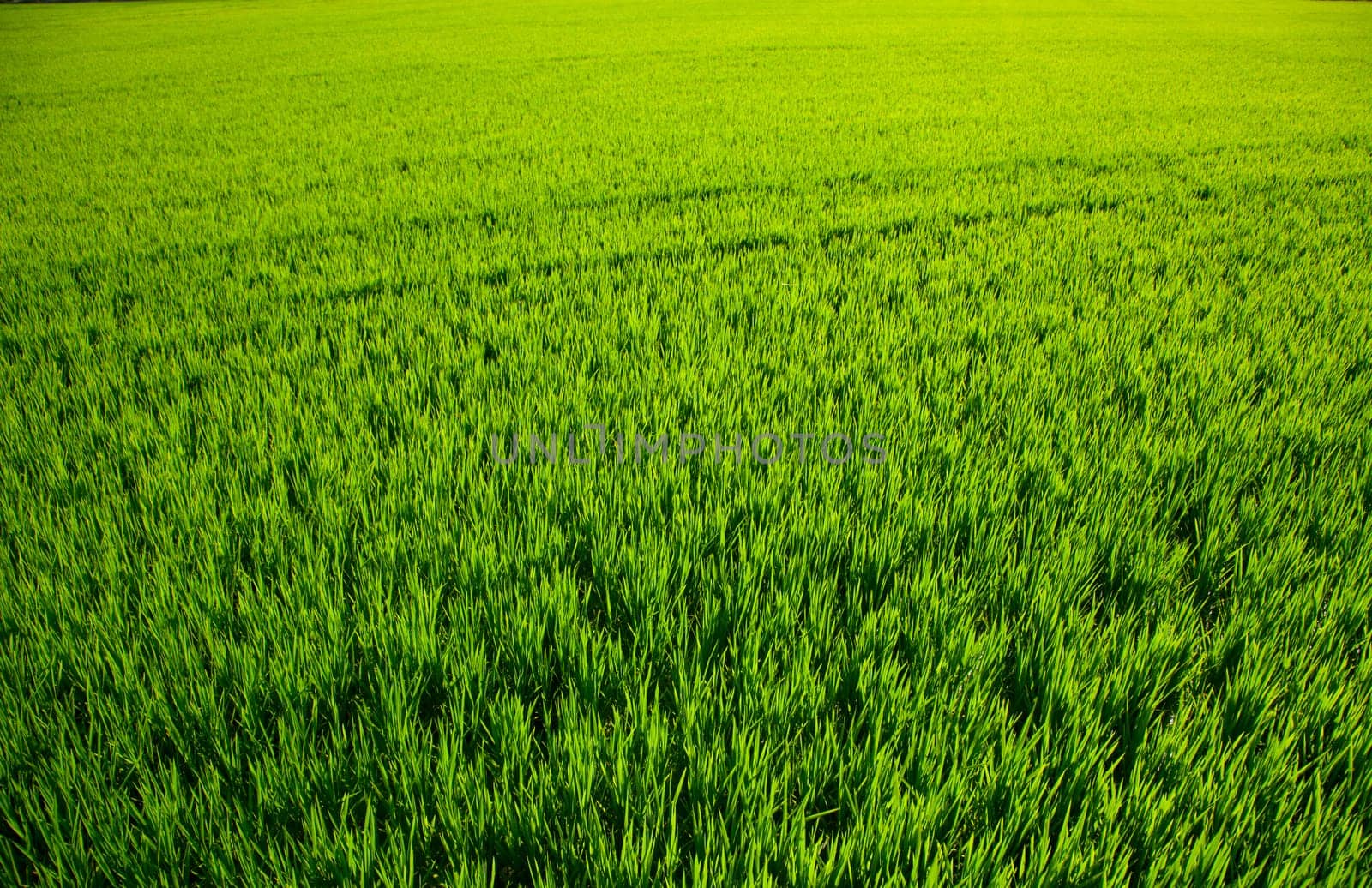 green grass rice cereal field in Valencia Spain