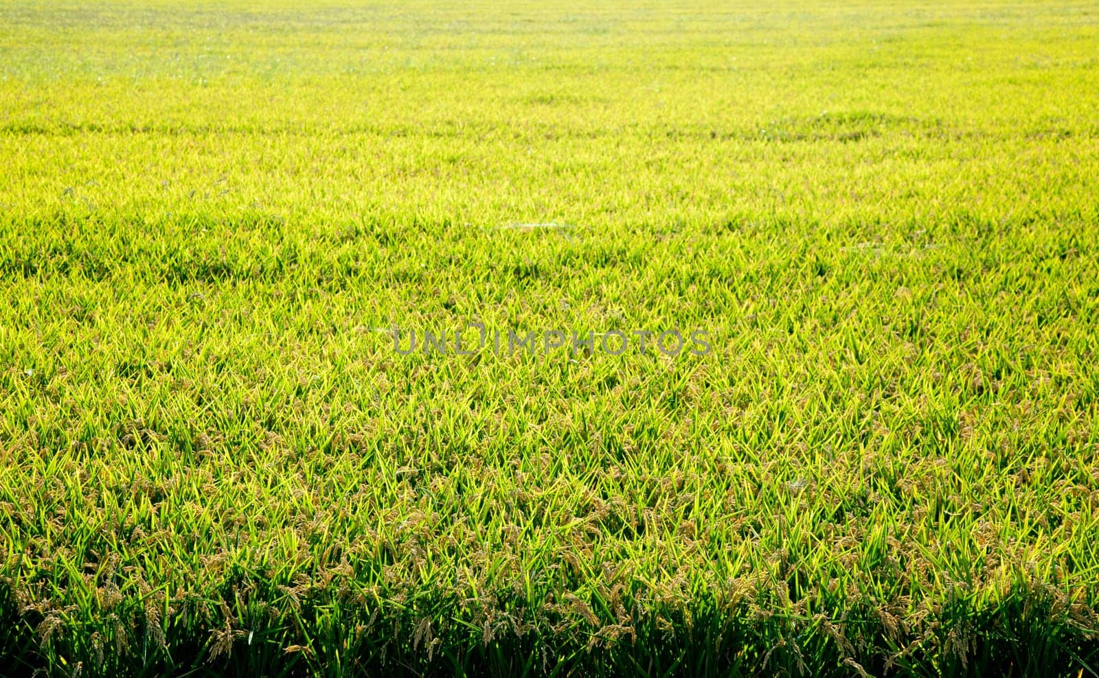 Cereal rice fields with ripe spikes focus on foreground