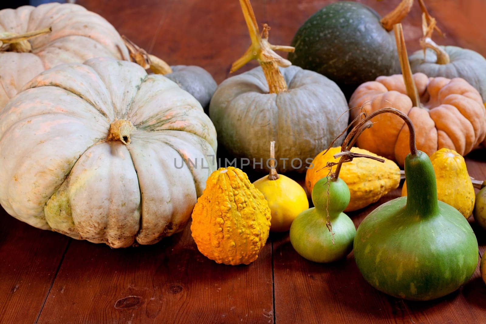 Halloween pumpkin still life on wood table with various species