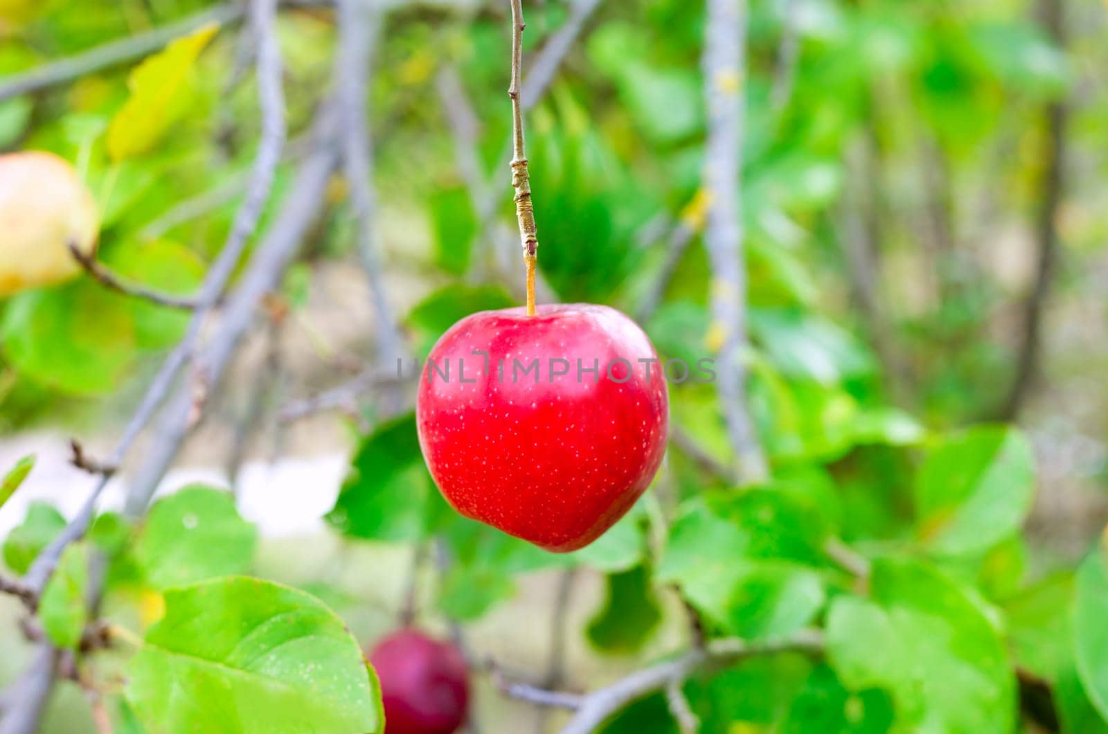 Apple red hanging from tree branch in farm field