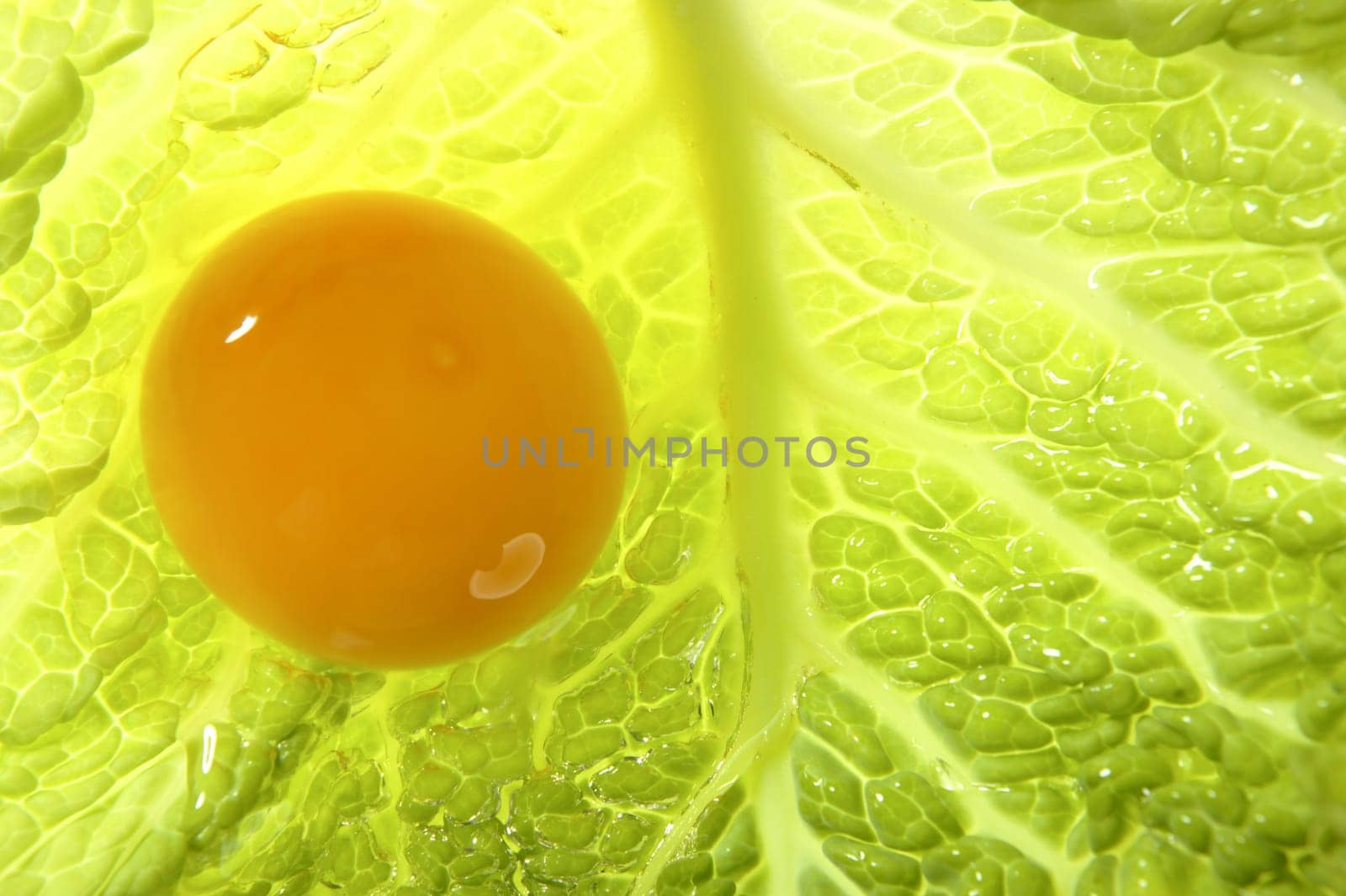 egg yellow yolk over cabbage green leaf back light