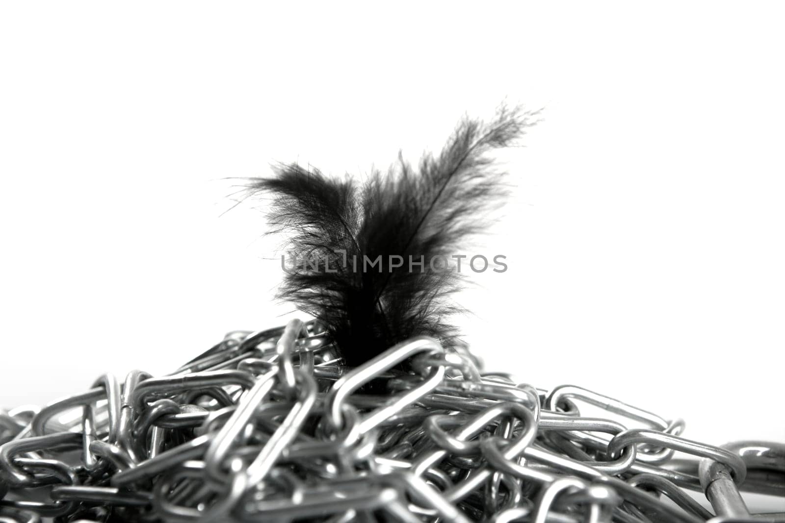 Steel chain mess and soft feather contrast, white background studio shot