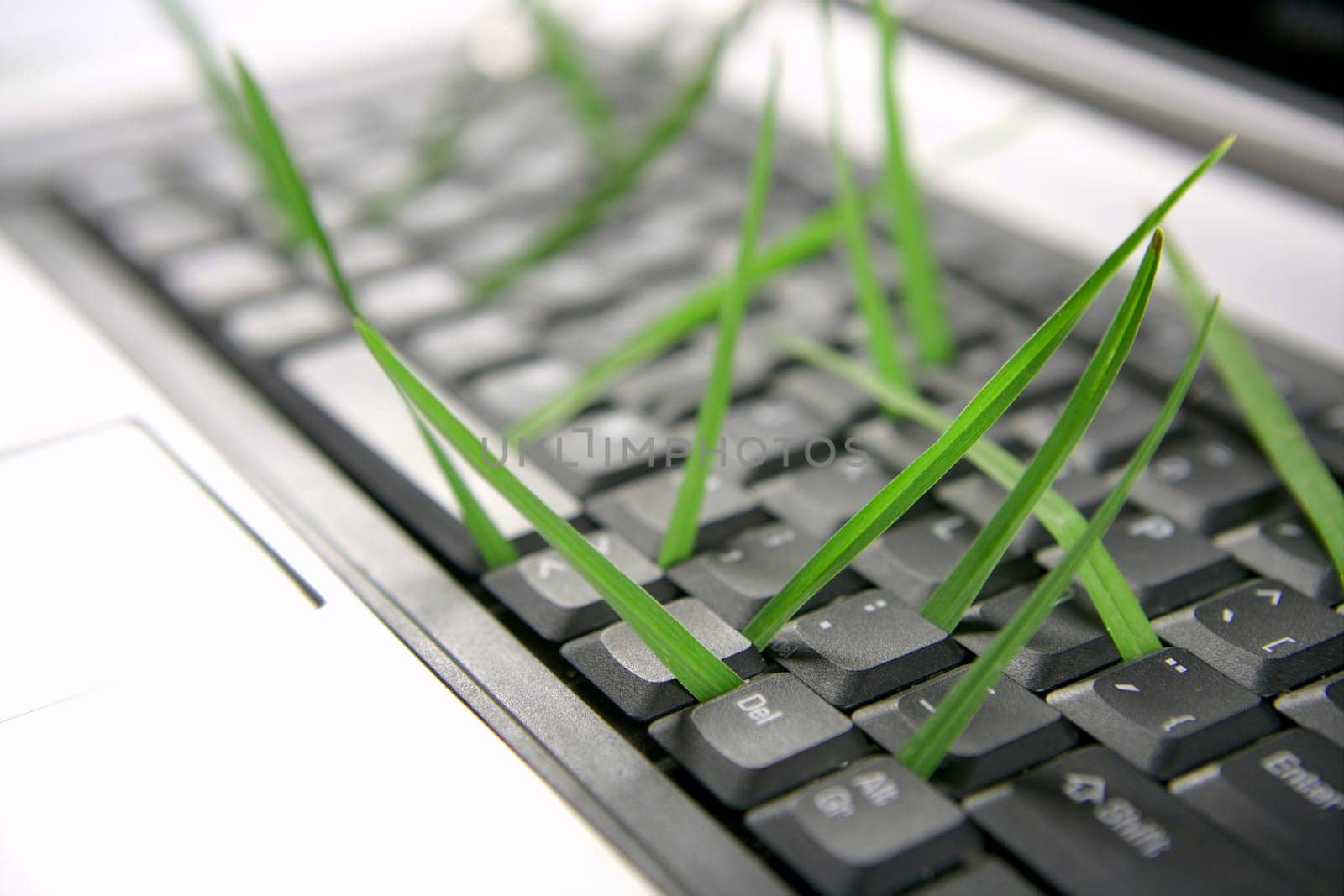 Grass growing from computer keyboard, ecology metaphor