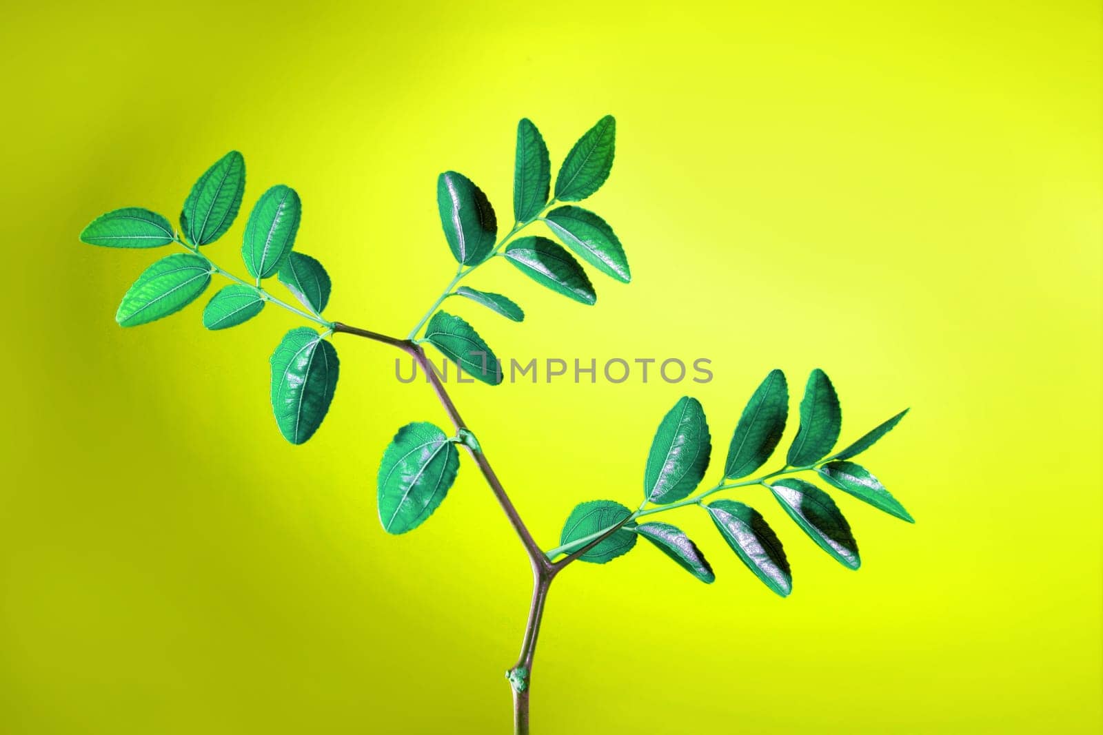 Green plant with leaves studio shot over vivid yellow background