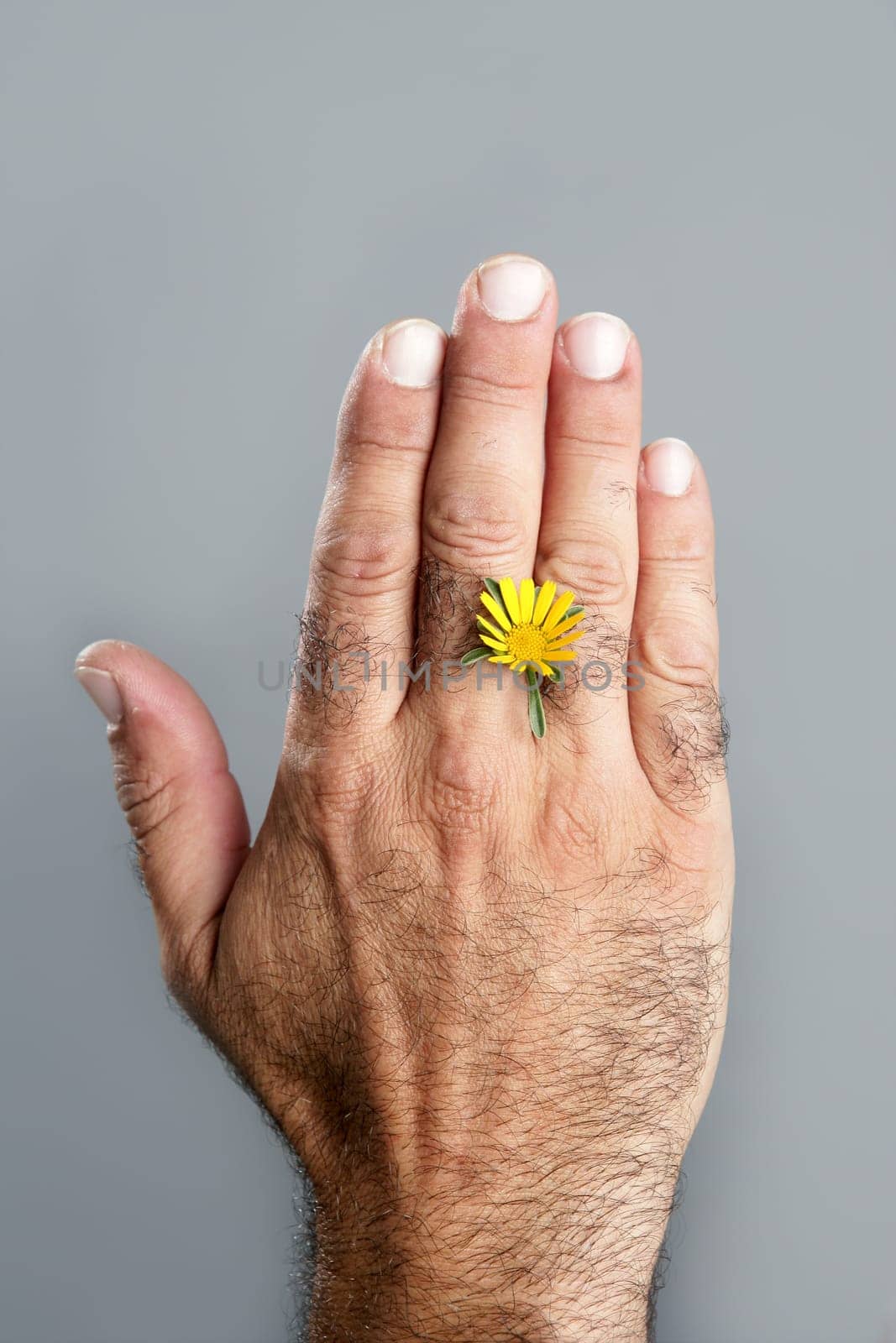 Concept and contrast of hairy man hand and spring flower fragility