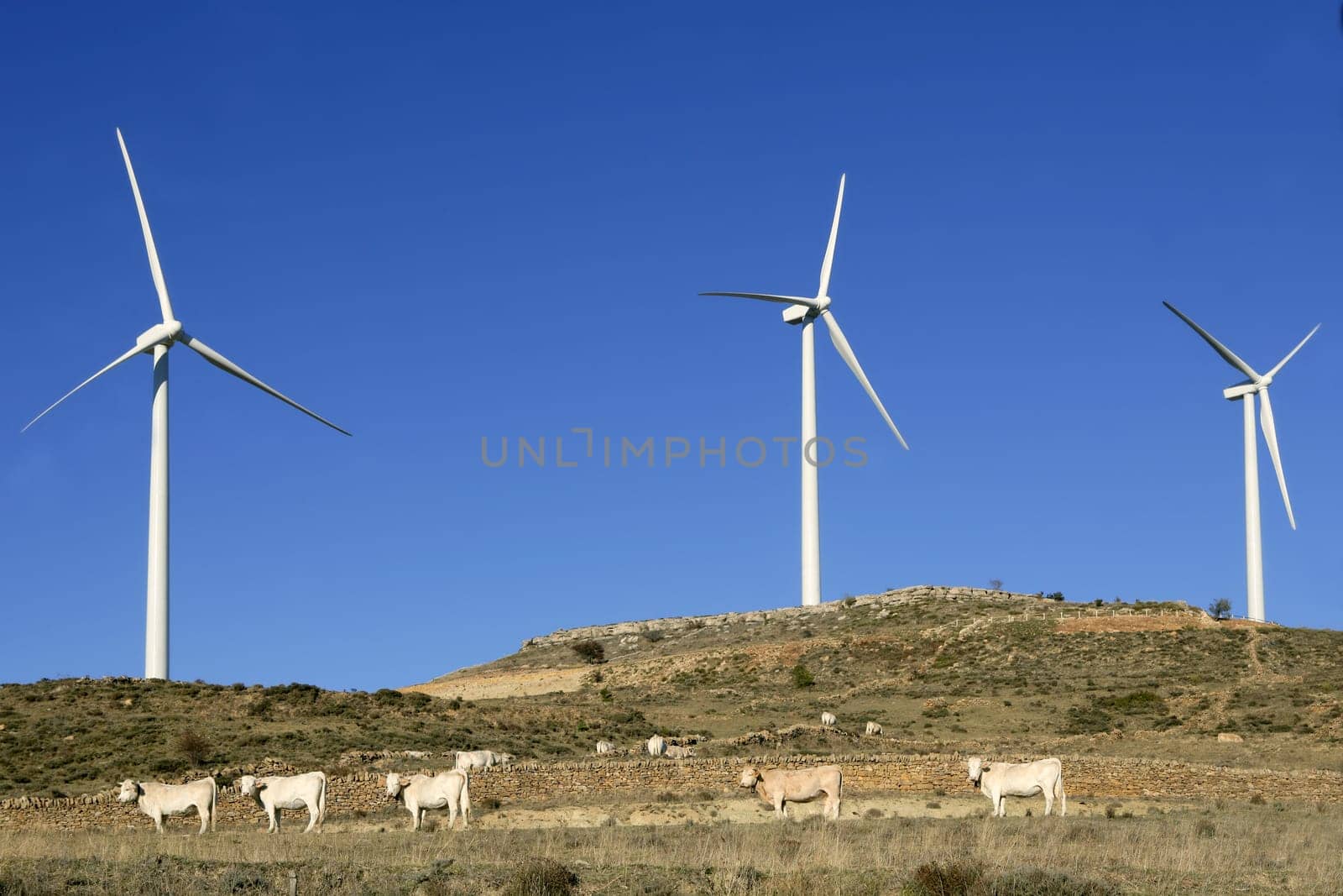 Cow cattle under electric windmills in blue sky background