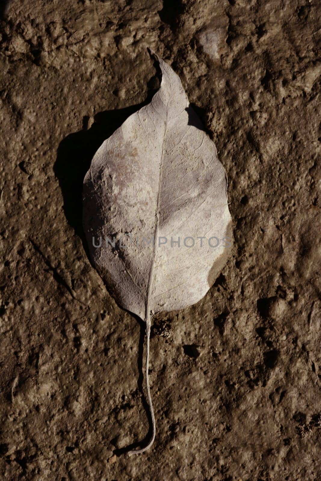 One leaf in autumn weather, in brown color wet clay mud