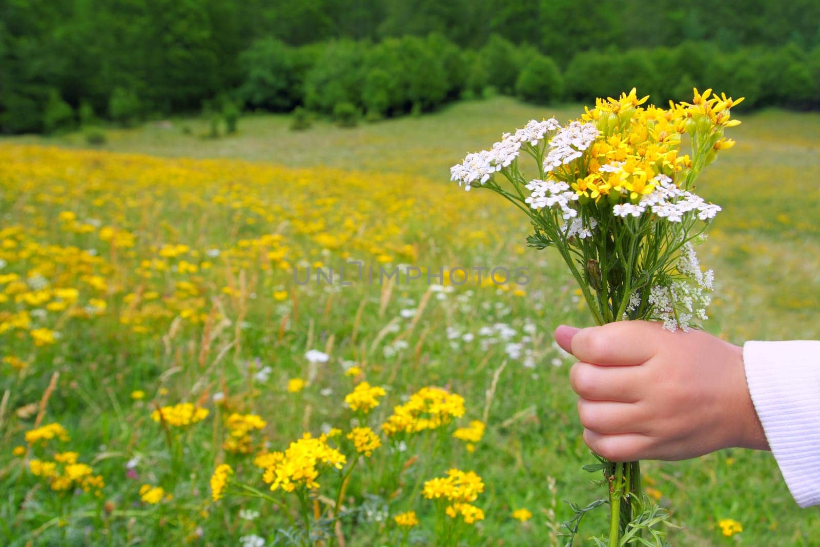 Children hand hold flowers in meadow spring landscape in Pyrenees mountains