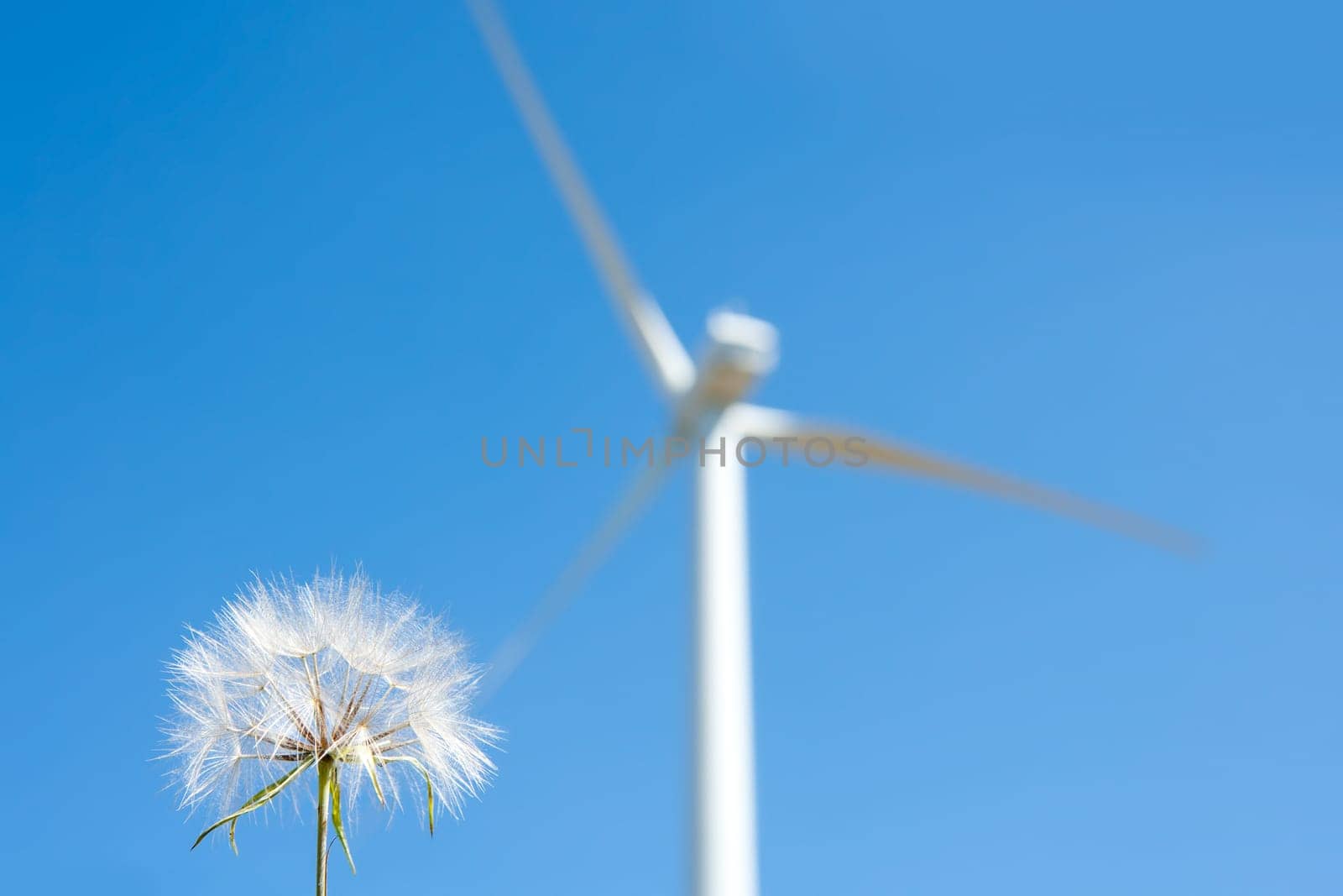 Dandelion with windmill background green energy metaphor