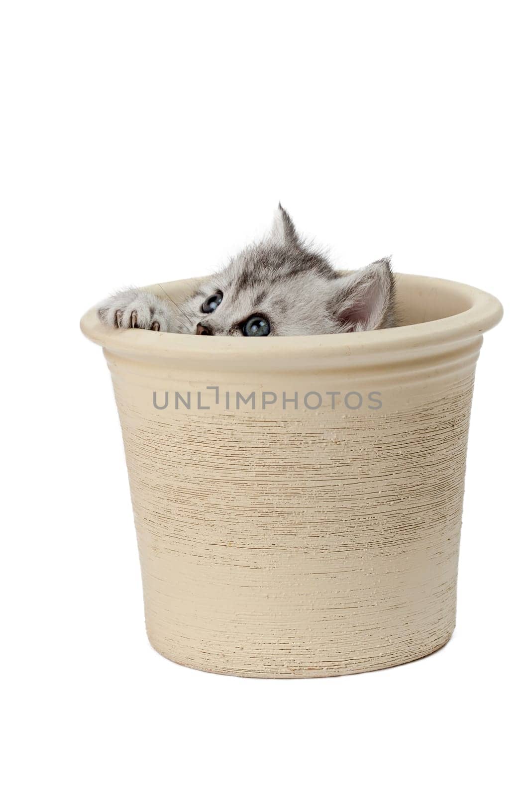 Little Tiger