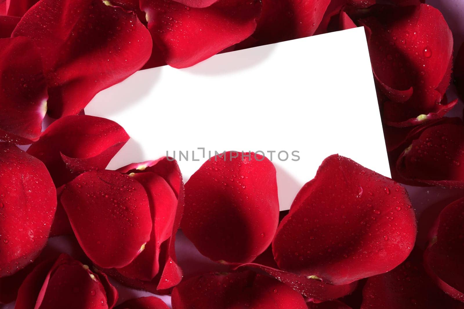 Red rose macro close up with a copy space blank note