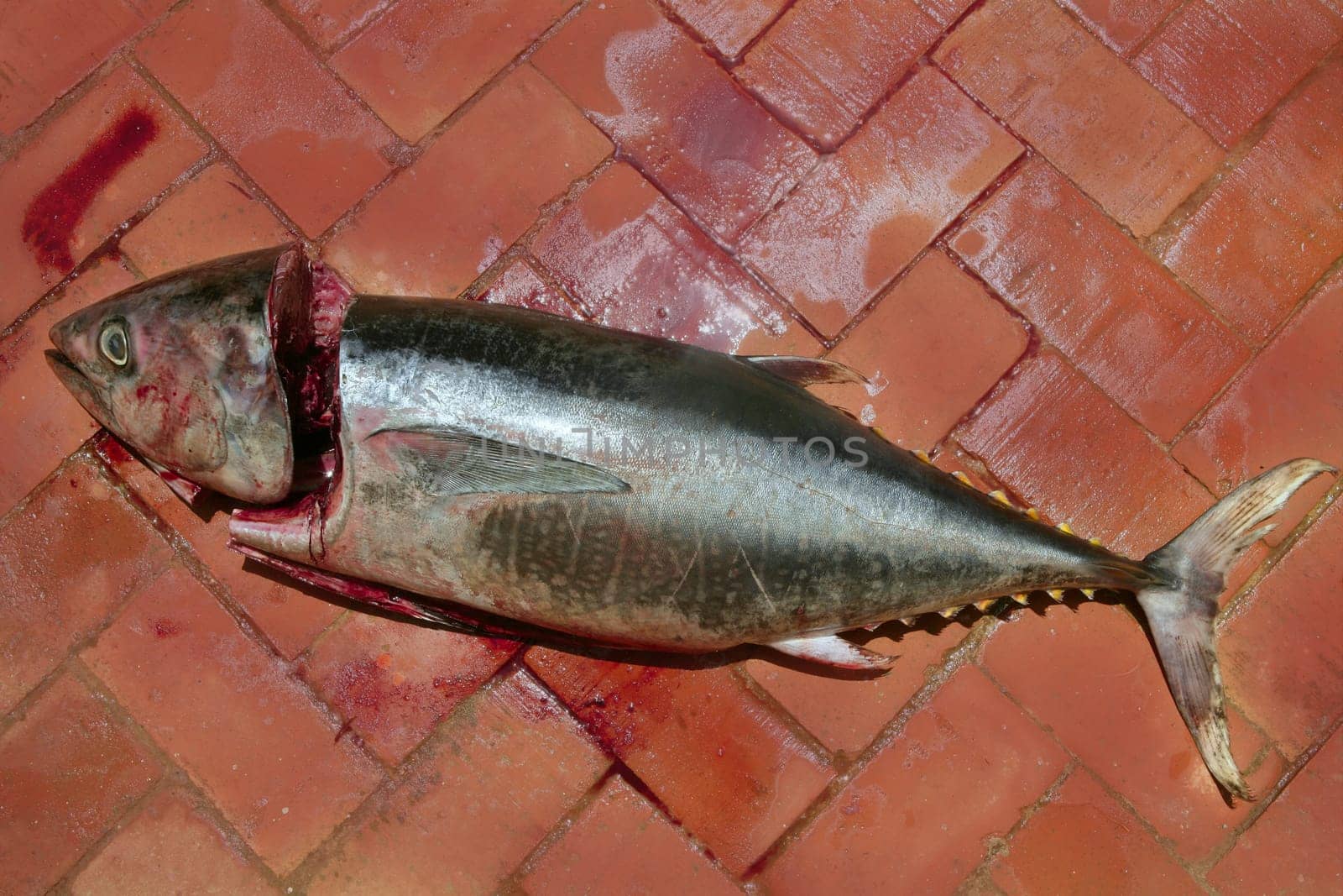 Bloody Mediterranean tuna fish preparation after catch