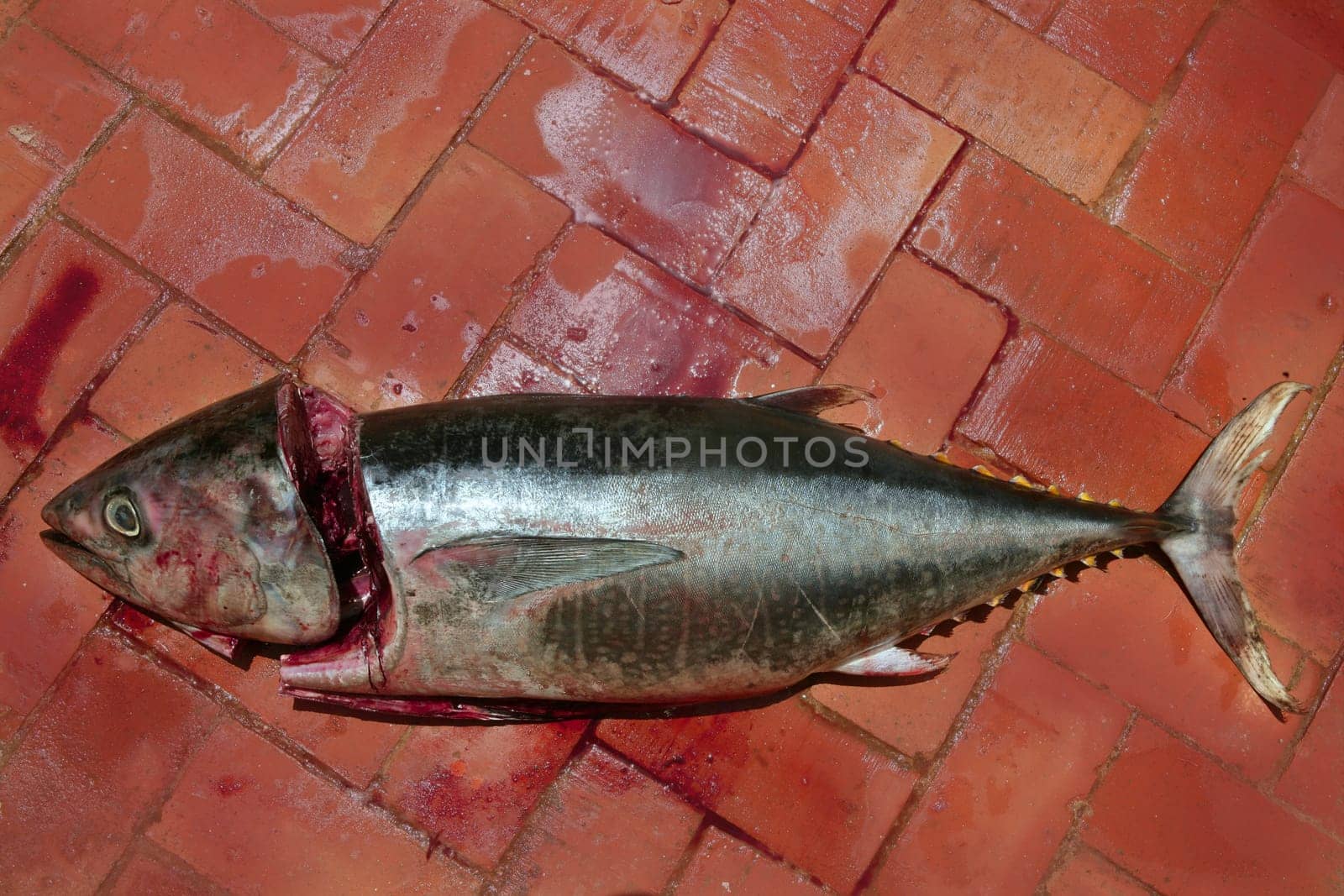 Bloody Mediterranean tuna fish preparation after catch