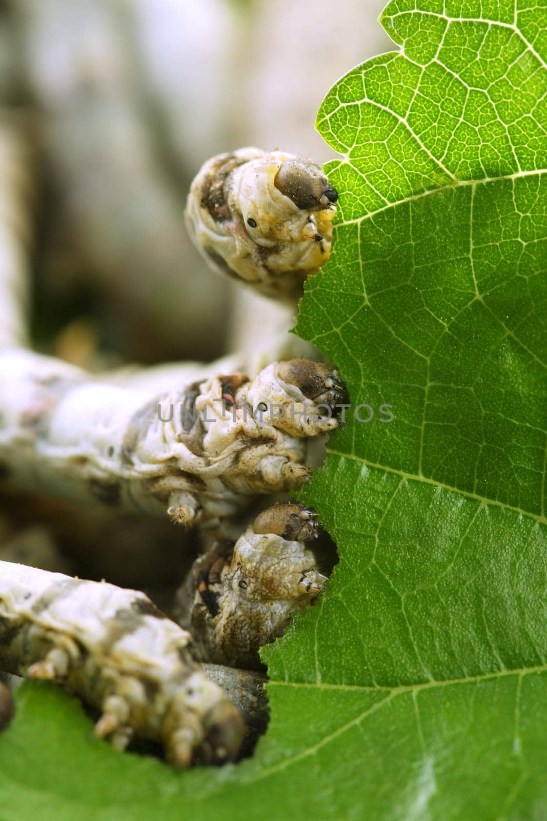silkworms eating mulberry leaf closeup nature silk worms