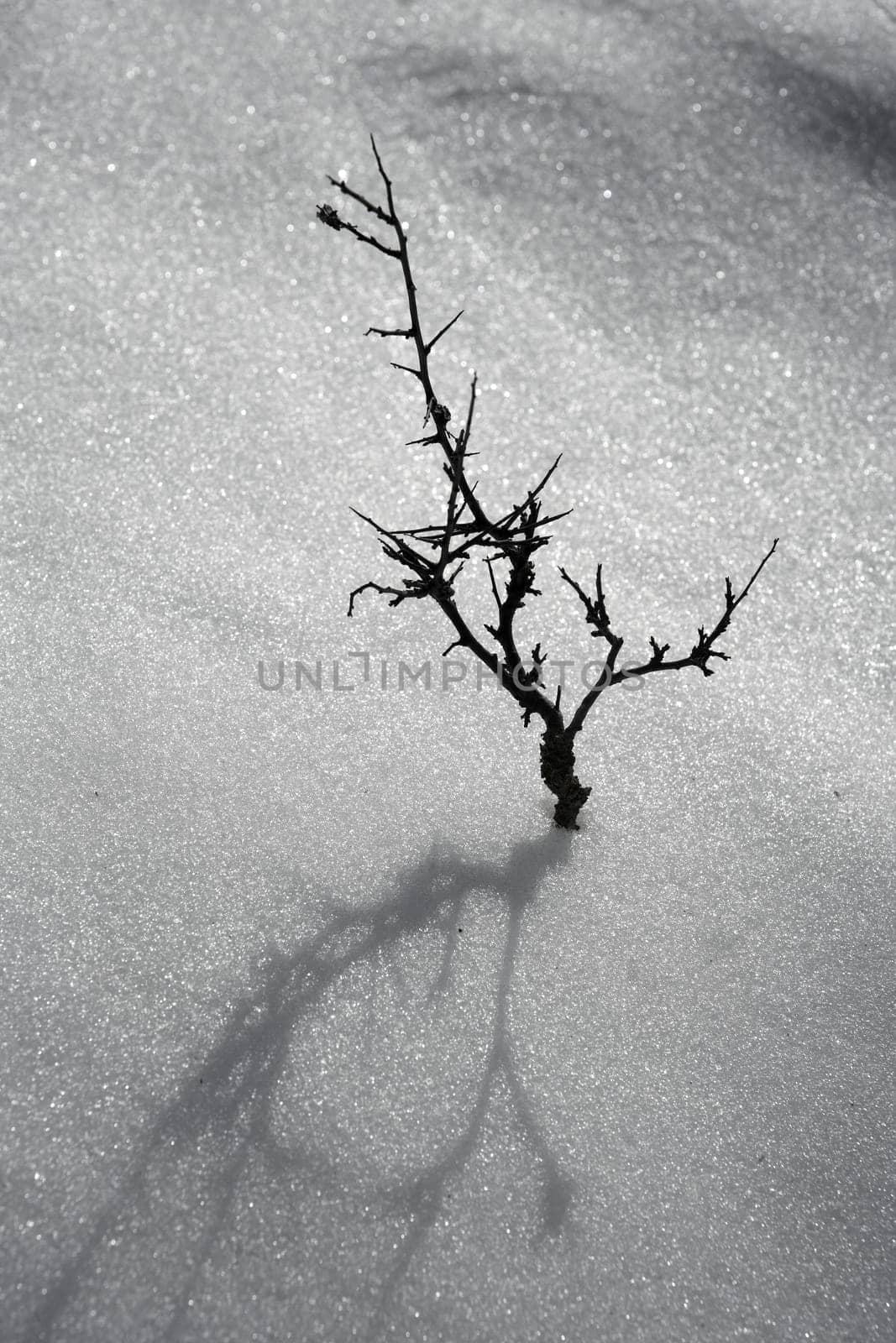 dried branch like lonely tree metaphor snow winter desert