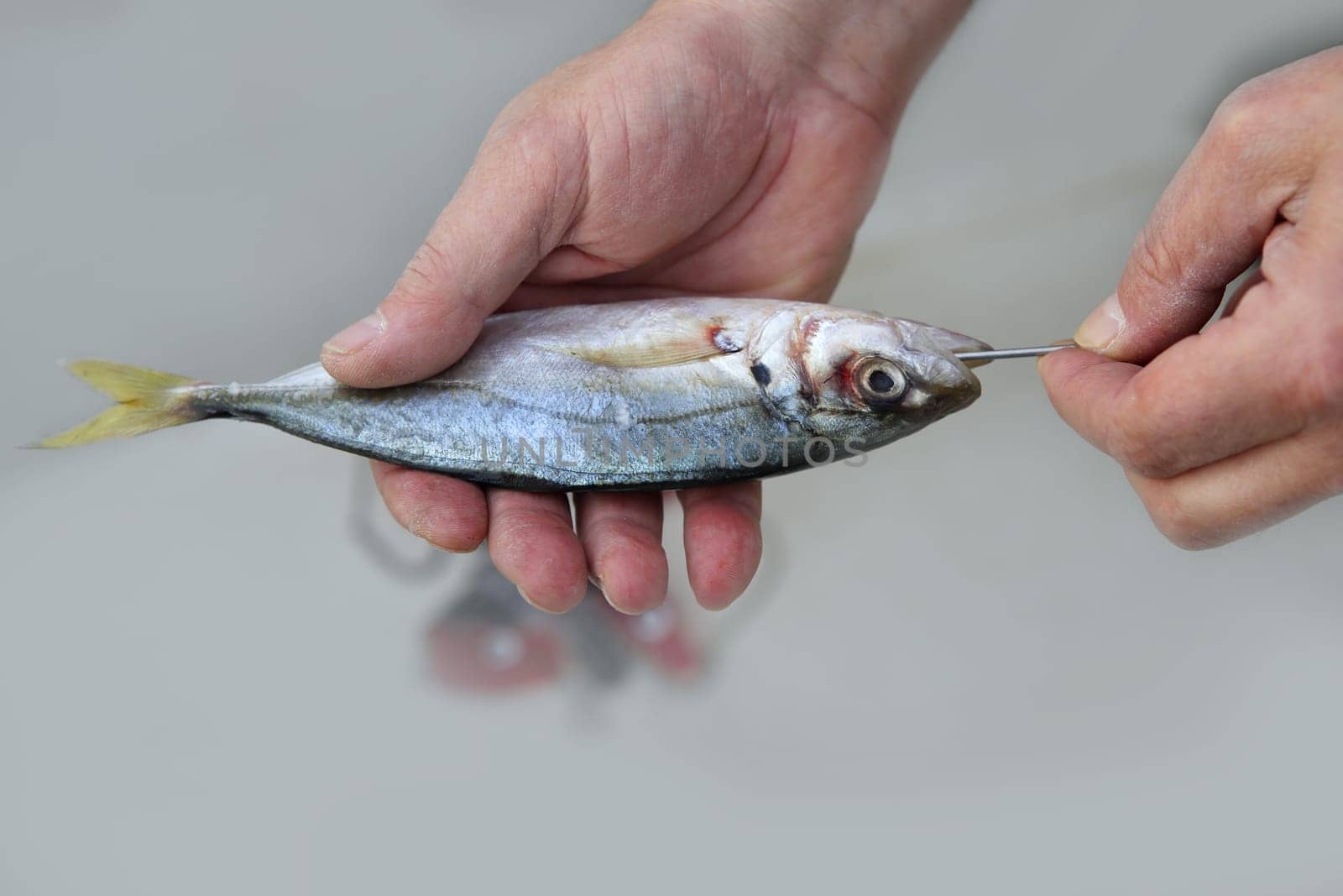 goggle eye mackerel live bait fish hook tackle on fisherman hands