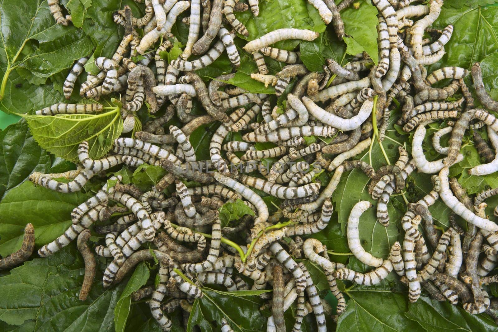 silkworms eating mulberry leaf closeup nature silk worms