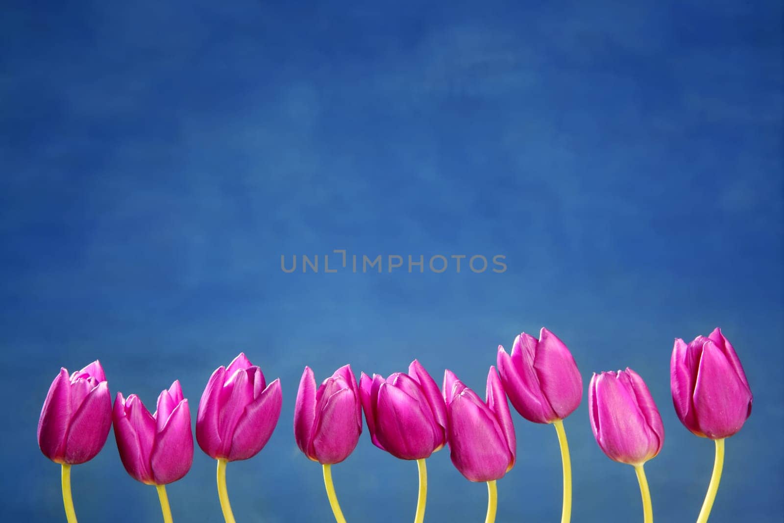 pink tulips flowers in a row group line arrangement on blue background