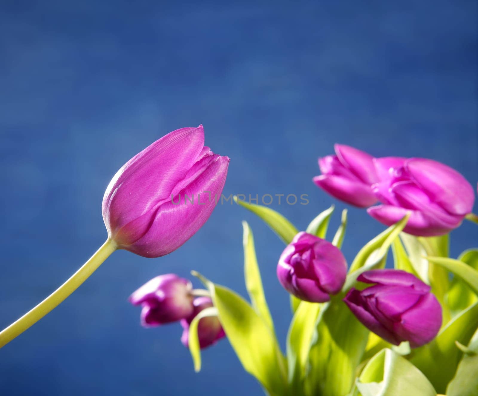 tulips pink flowers on blue studio shot background