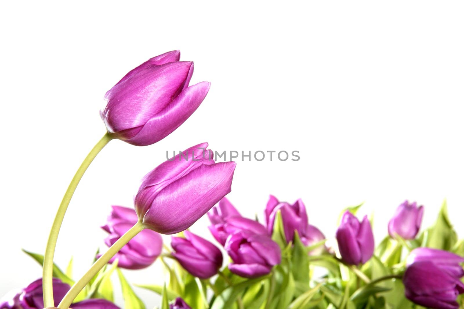 tulips pink flowers isolated on white background studio shot