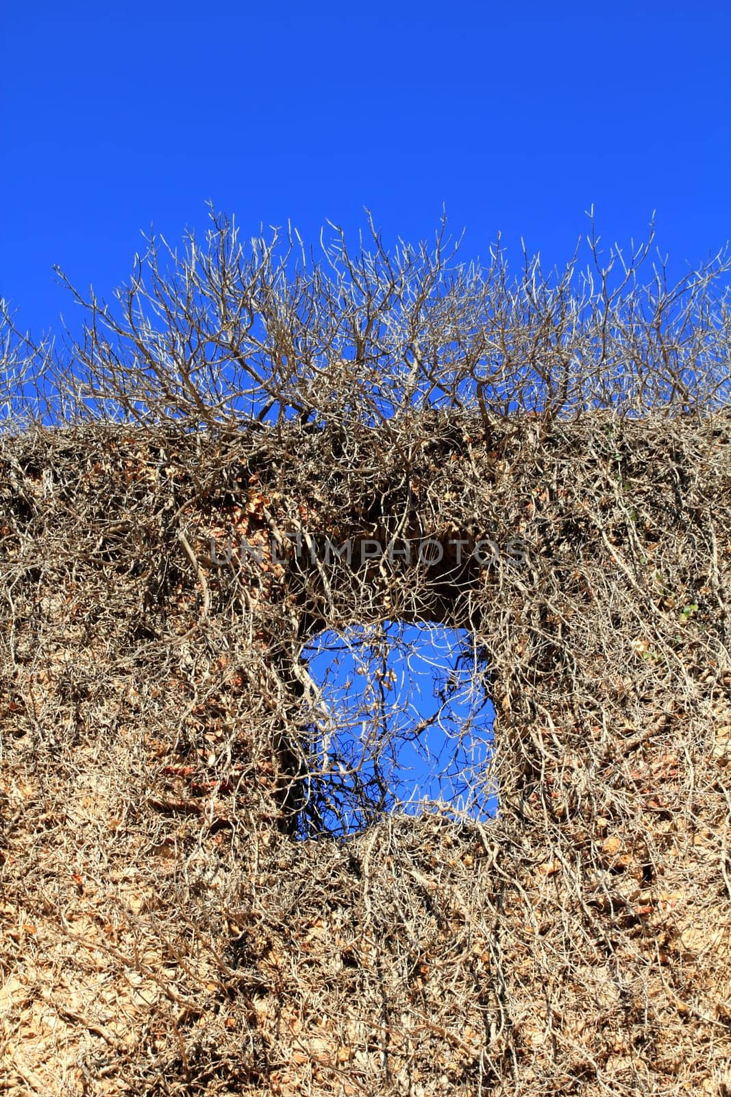 ancient castle wall window invaded by dried climbing plants