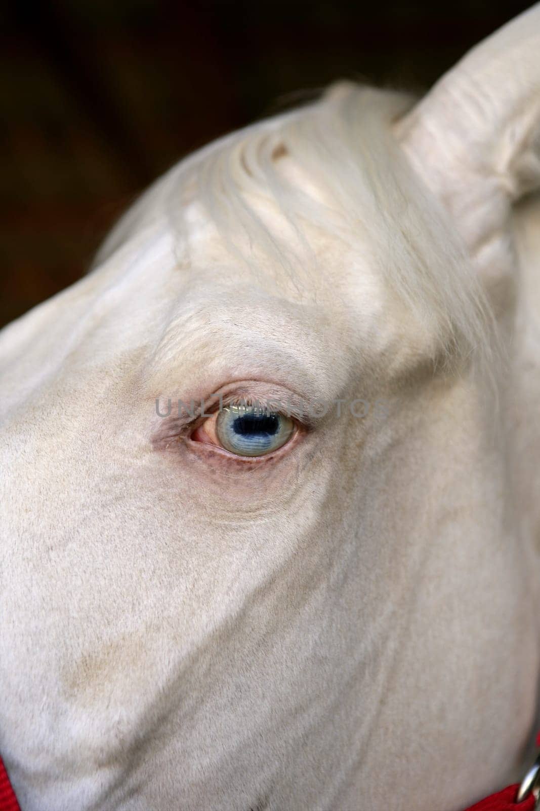 blue eye macro detail of a white horse, beautiful animal