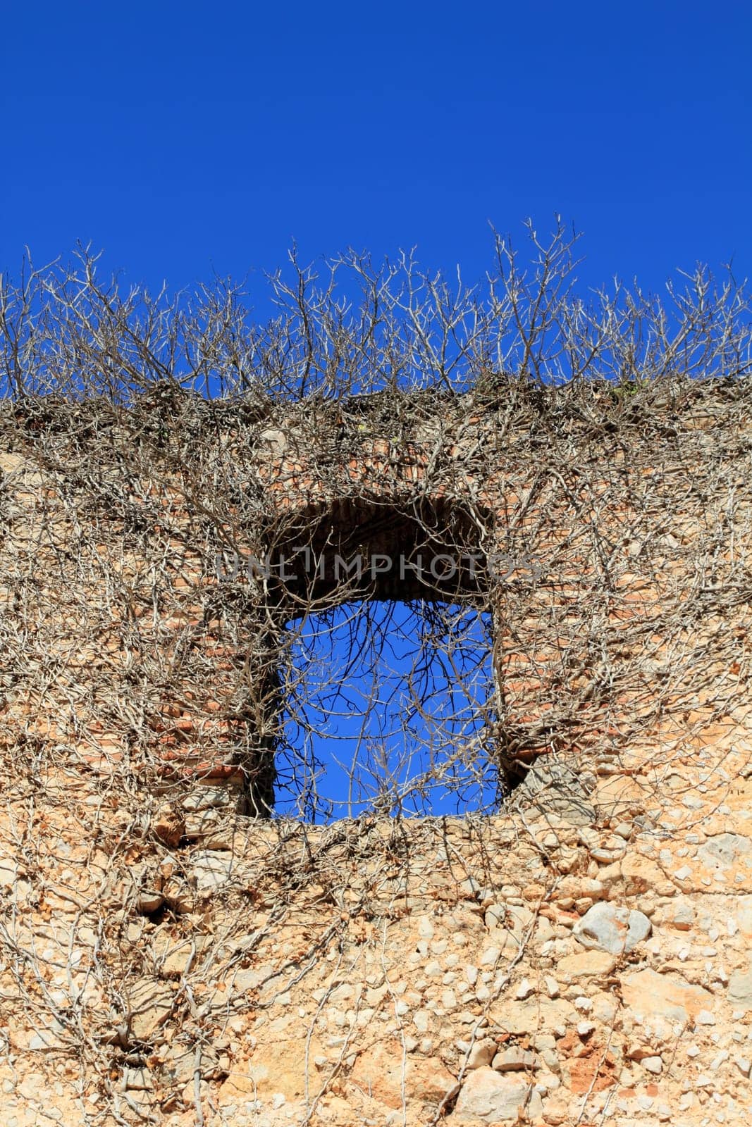 ancient castle wall window invaded by dried climbing plants