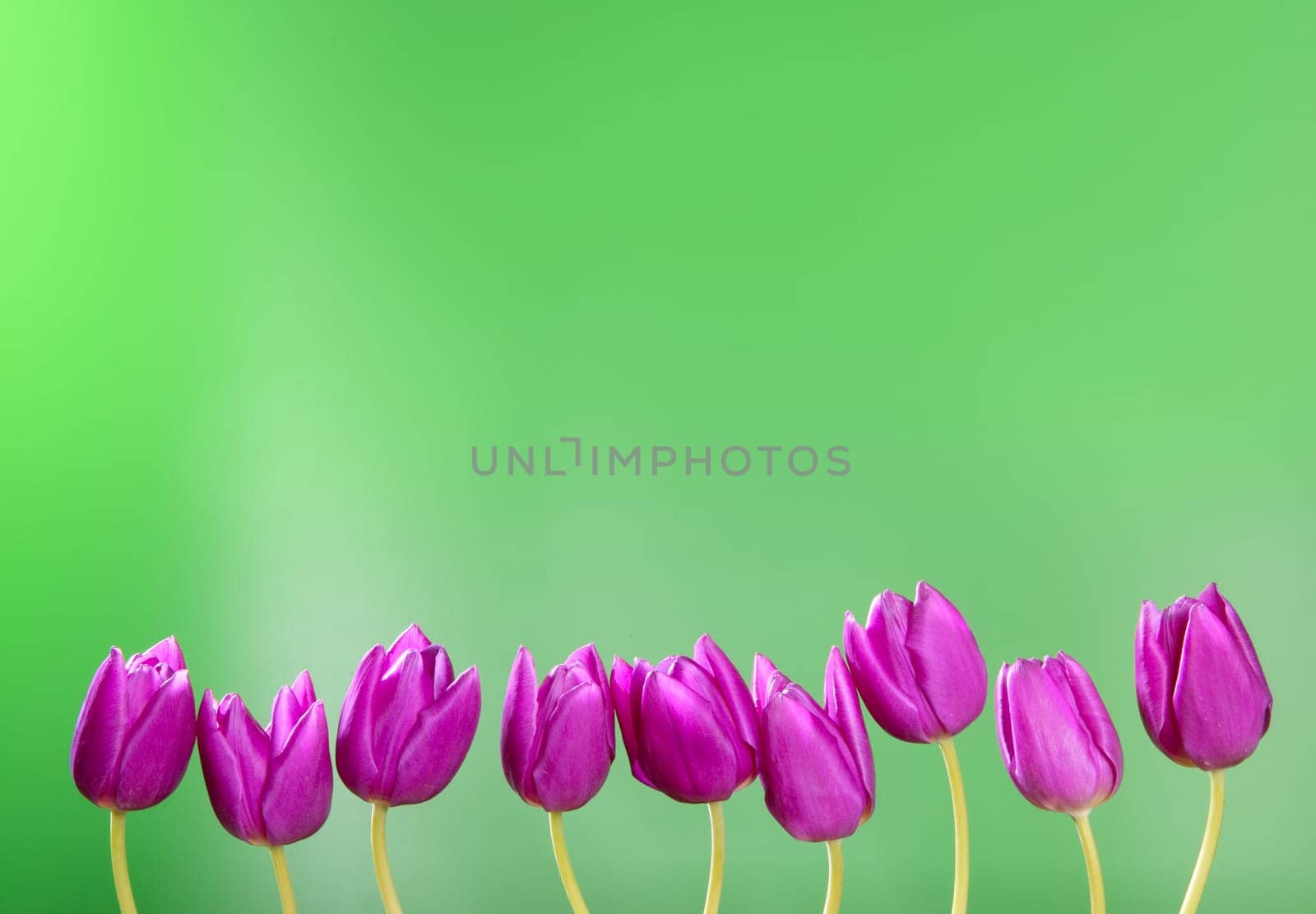pink tulips flowers in a row group line arrangement on green background