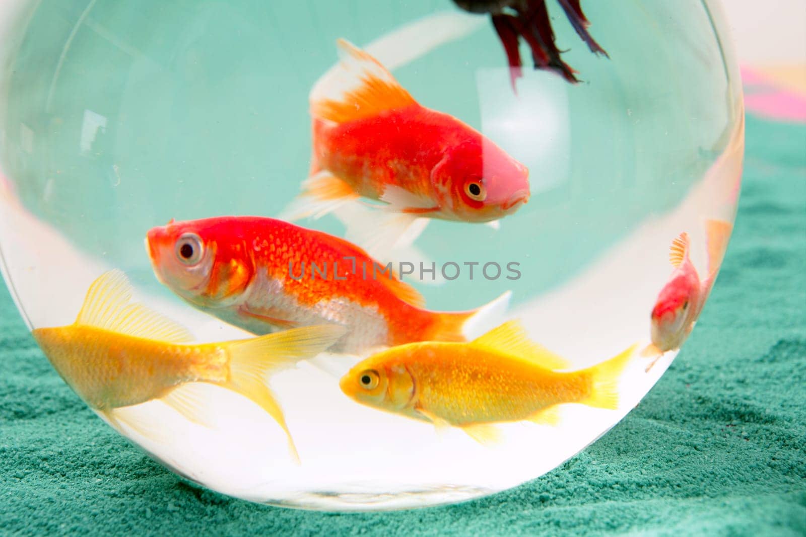 fishes in a round glass bowl red carps green background, pets