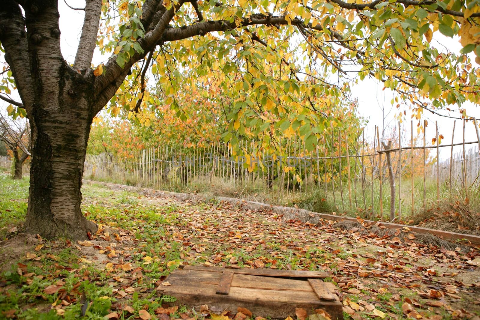 Autumn fall cherry tree with yellow leaves falling