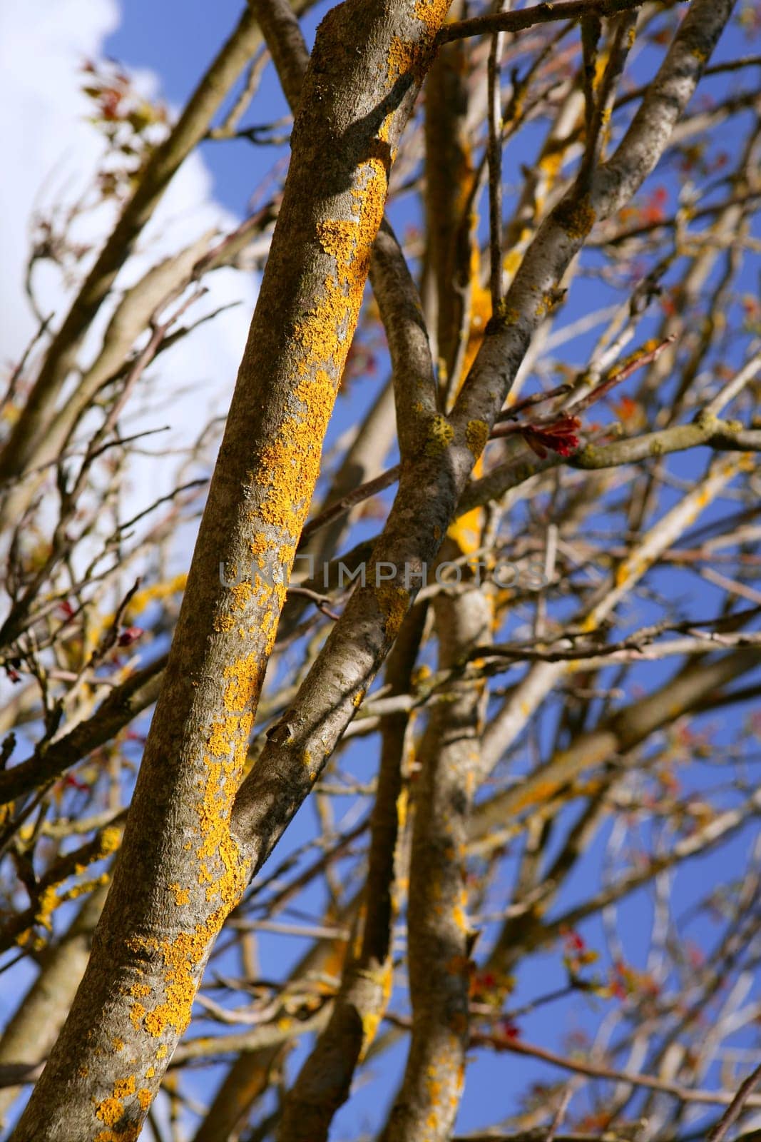First spring red tree sprouts growing from dry branches