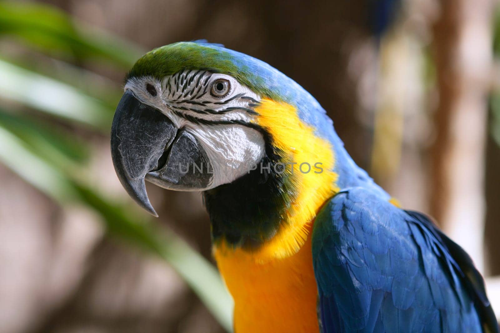 Blue and gold yellow macaw tropical