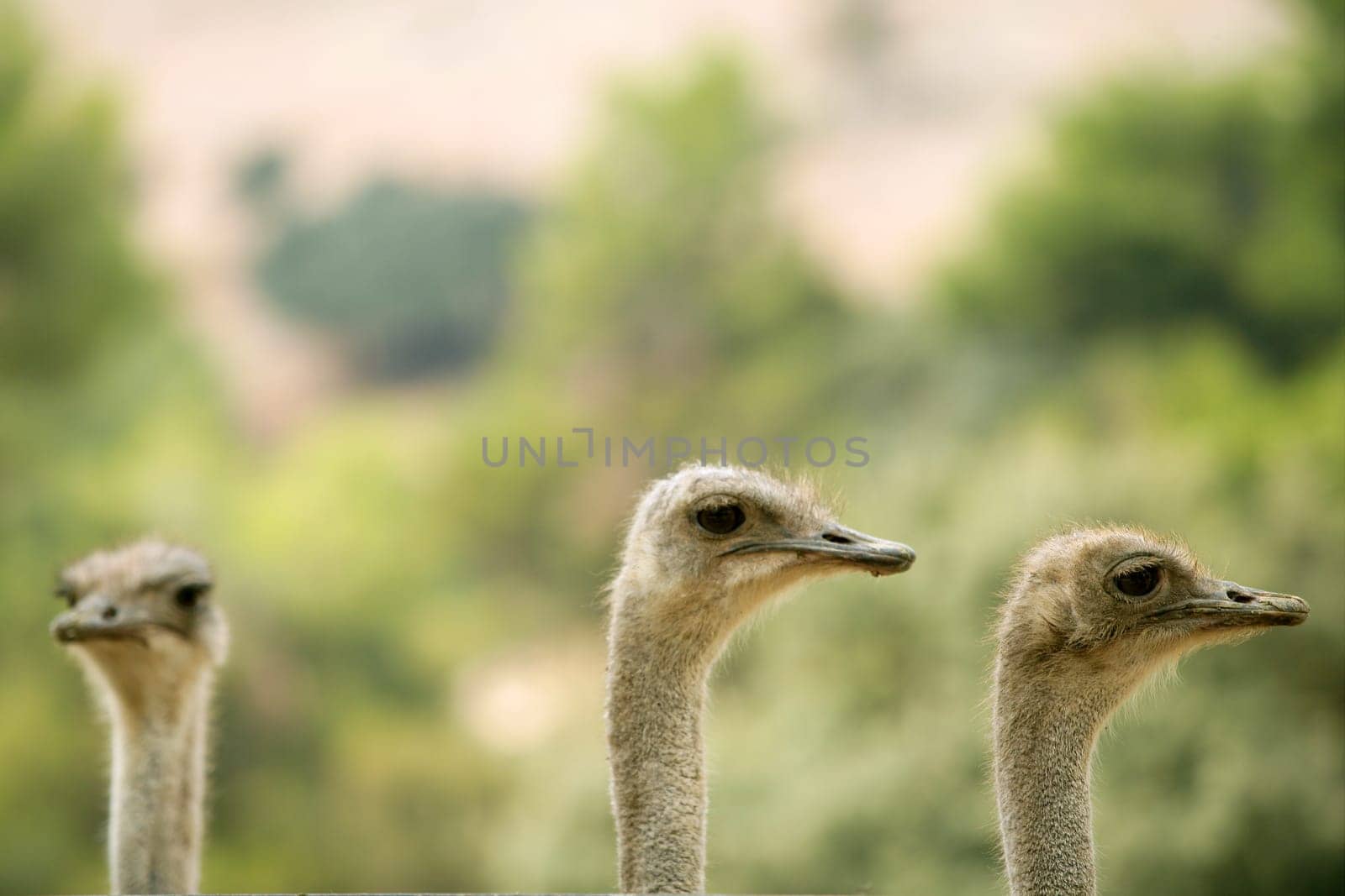 Ostrich portrait outdoor three neck and heads in a row