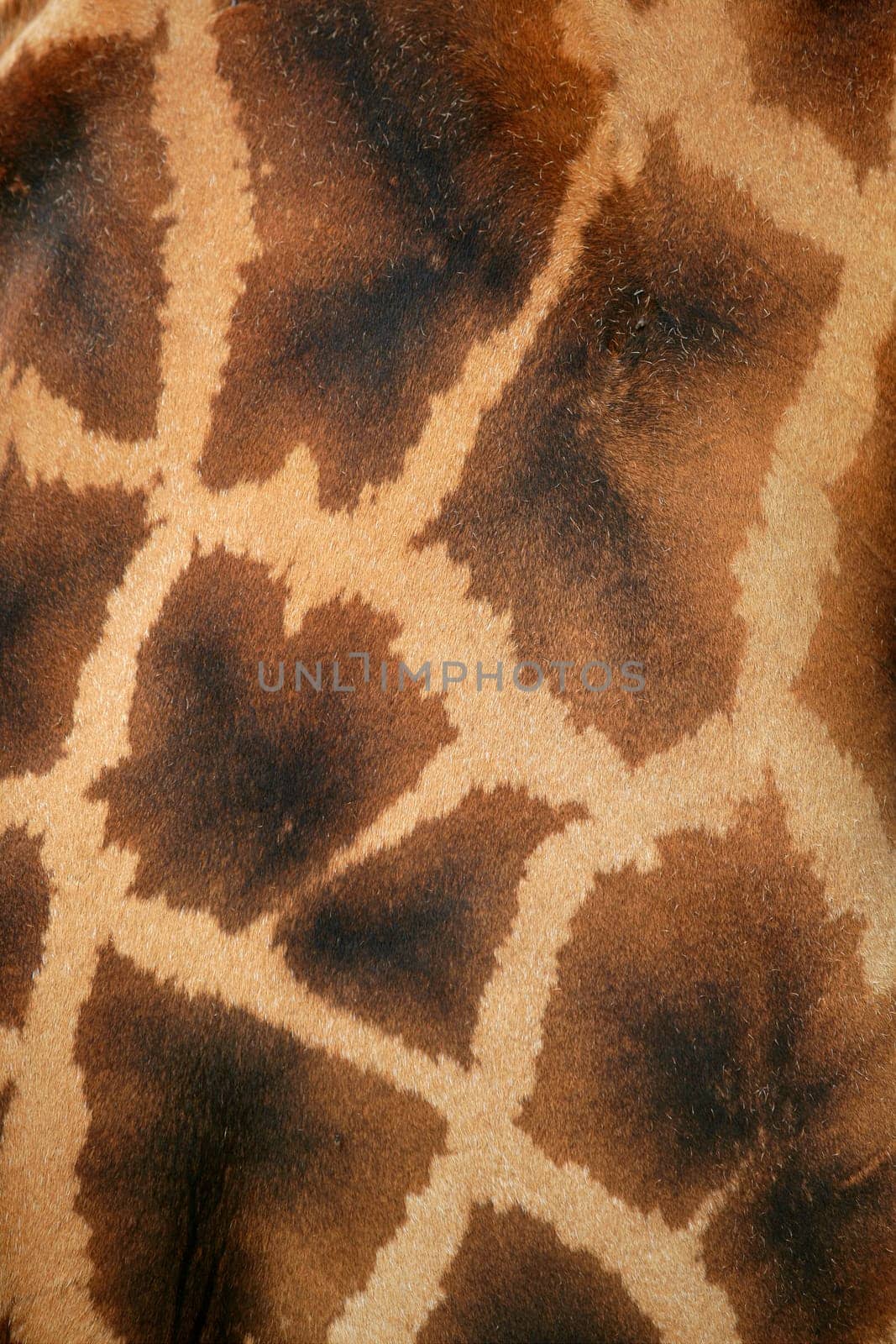Giraffe real skin background pattern texture