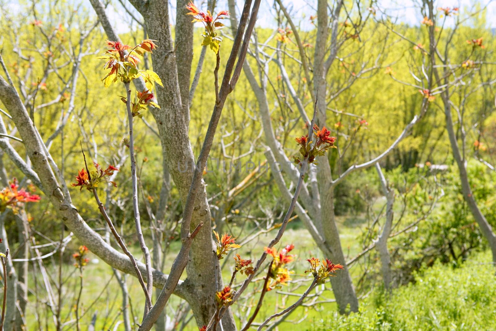 First spring red tree sprouts growing from dry branches