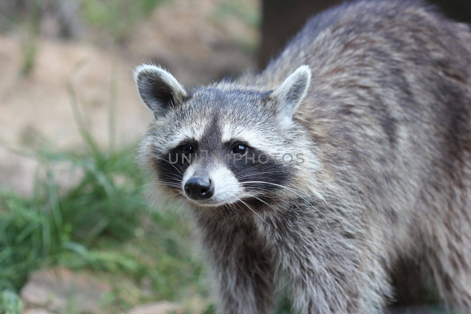 Raccoon at Sababurg Zoo