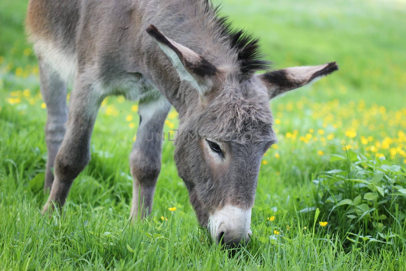 Donkey grazing on spring meadow