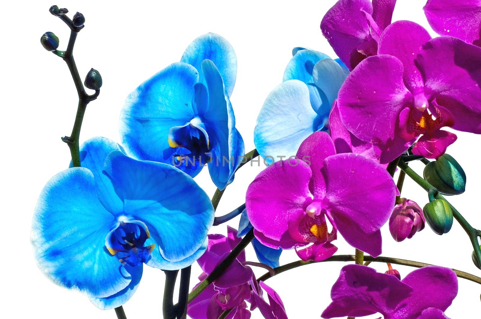 Blue and pink orchid flower on a white background